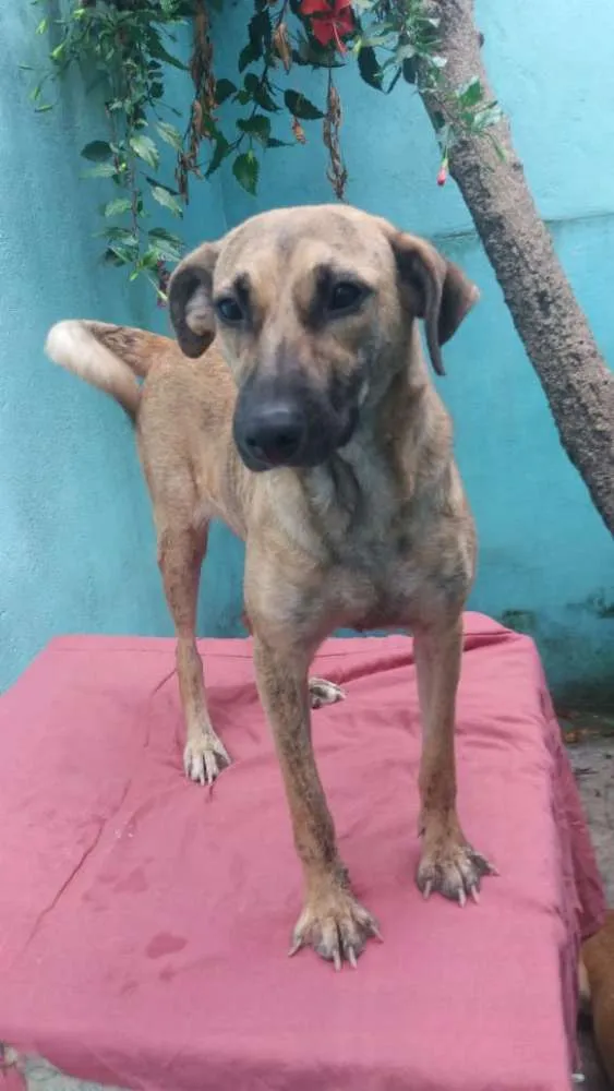 Cachorro ra a Não definida idade 1 ano nome Rajadinha