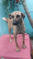 Rajadinha