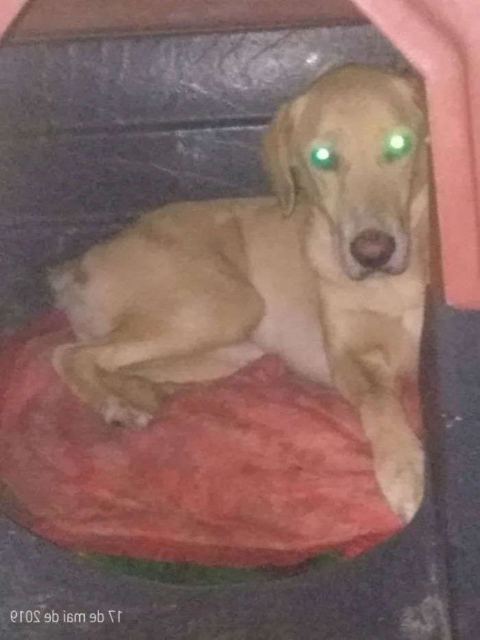 Cachorro ra a Mestiço idade  nome Marley