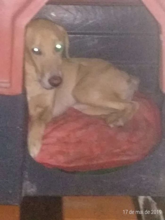 Cachorro ra a Mestiço idade  nome Marley