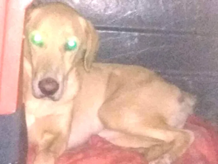 Cachorro ra a Mestiço idade  nome Marley