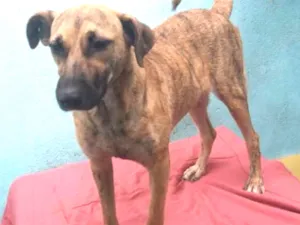 Cachorro raça Não definida idade 1 ano nome Rajadinha