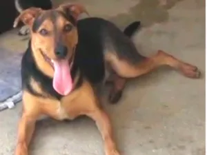 Cachorro raça Srd idade 1 ano nome Vegas