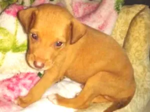 Cachorro raça SRD idade Abaixo de 2 meses nome Sem nome