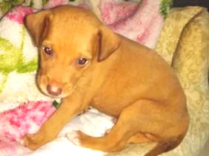 Cachorro ra a SRD idade Abaixo de 2 meses nome Sem nome