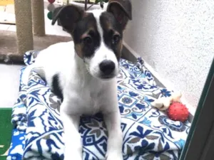 Cachorro raça SRD idade 2 a 6 meses nome Sem nome