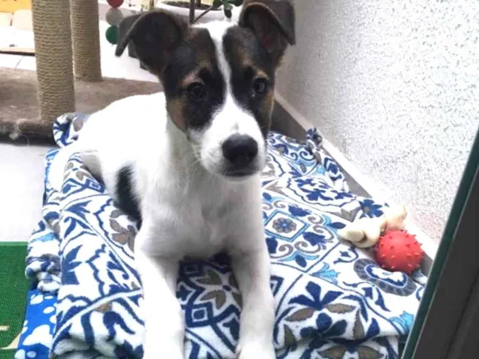 Cachorro ra a SRD idade 2 a 6 meses nome Sem nome
