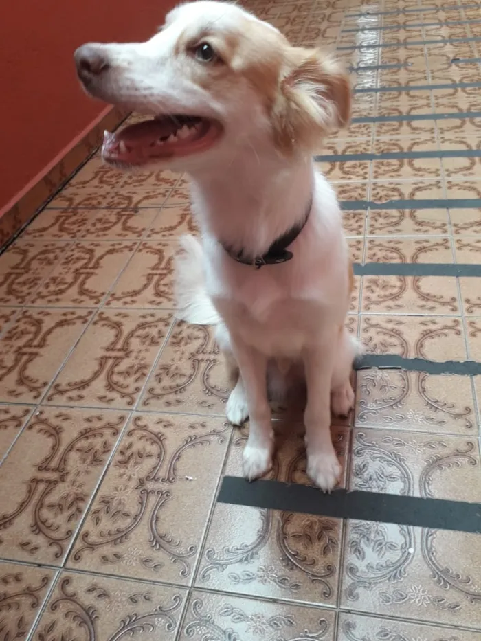 Cachorro ra a Sem raça definida idade 7 a 11 meses nome Bebê