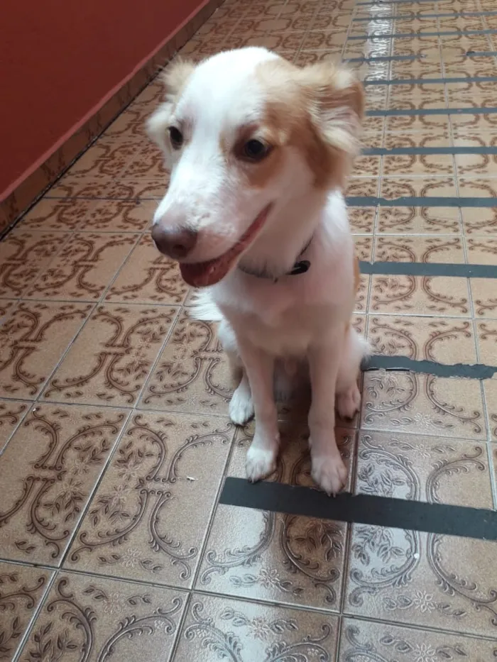 Cachorro ra a Sem raça definida idade 7 a 11 meses nome Bebê