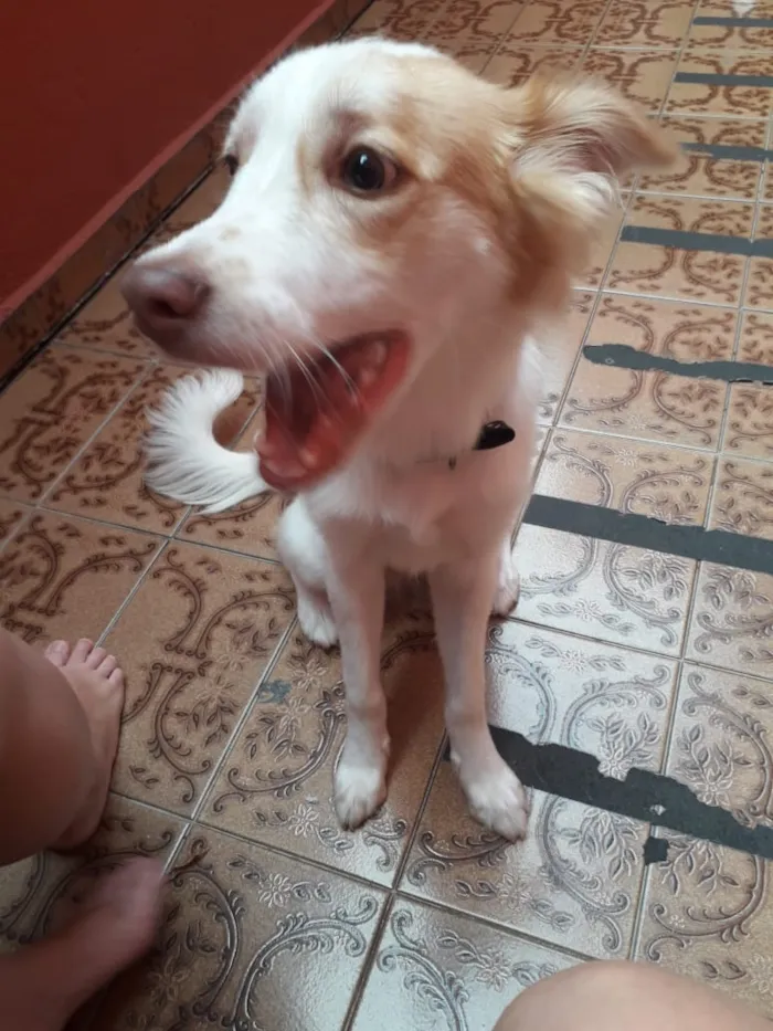 Cachorro ra a Sem raça definida idade 7 a 11 meses nome Bebê