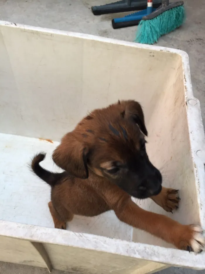Cachorro ra a Sem raça  idade 2 a 6 meses nome Filhotes