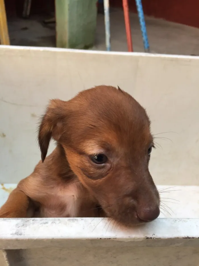Cachorro ra a Sem raça  idade 2 a 6 meses nome Filhotes