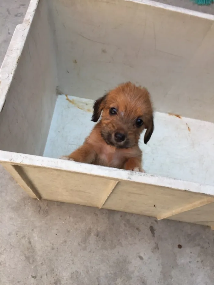 Cachorro ra a Sem raça  idade 2 a 6 meses nome Filhotes