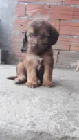 Filhotes