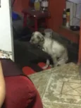 Pelado 