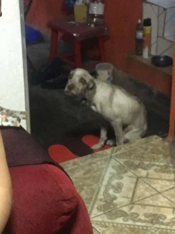 Cachorro ra a indefinida  idade 2 anos nome Pelado 