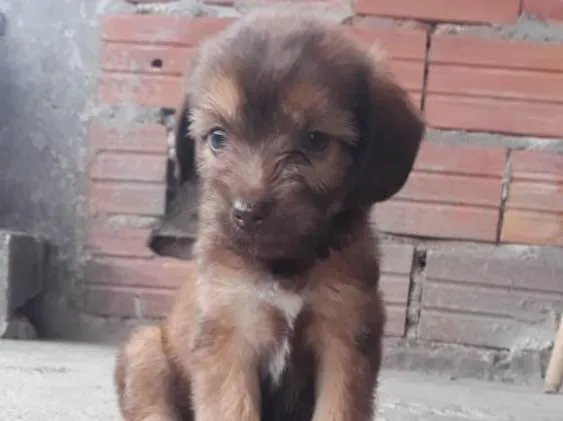 Cachorro ra a Sem raça  idade 2 a 6 meses nome Filhotes