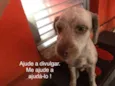 Pelado 
