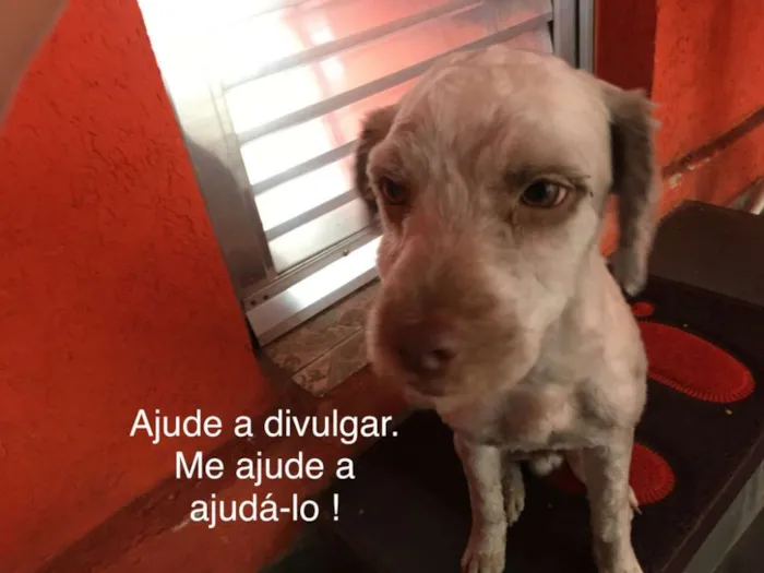 Cachorro ra a indefinida  idade 2 anos nome Pelado 