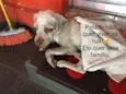 Pelado 