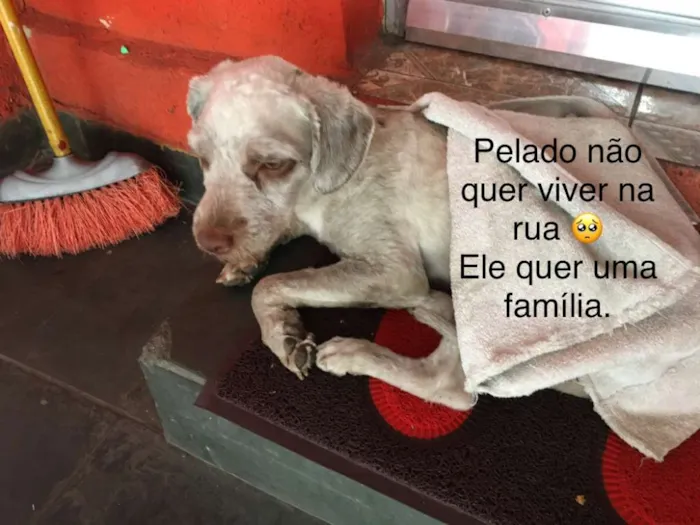 Cachorro ra a indefinida  idade 2 anos nome Pelado 