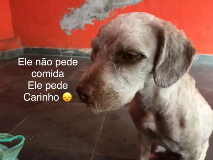 Cachorro ra a indefinida  idade 2 anos nome Pelado 