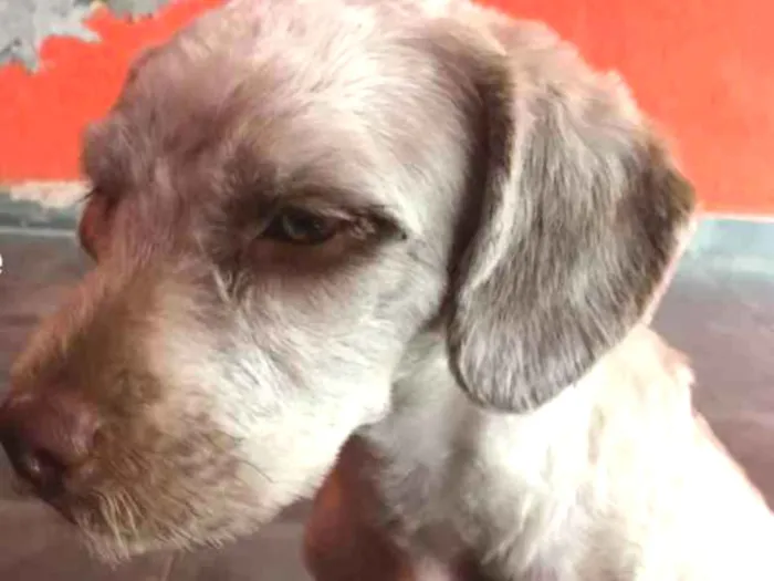 Cachorro ra a indefinida  idade 2 anos nome Pelado 