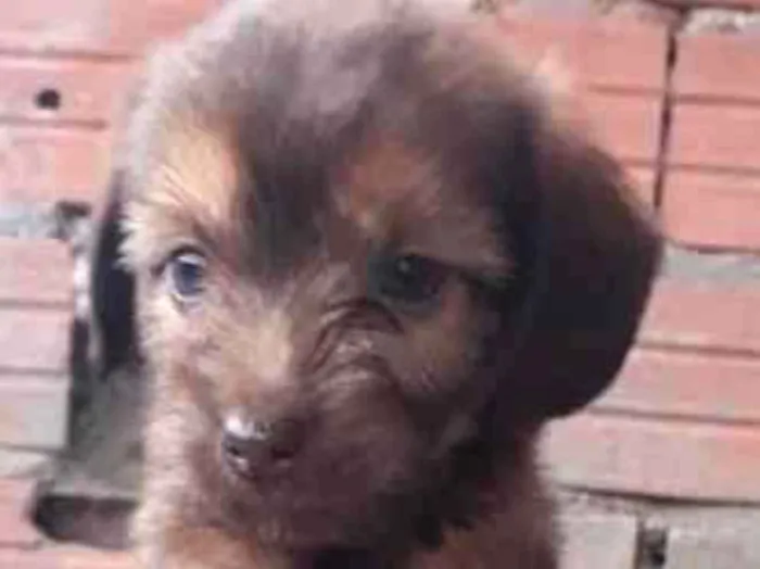 Cachorro ra a Sem raça  idade 2 a 6 meses nome Filhotes