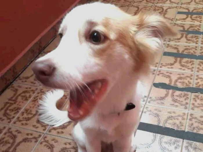 Cachorro ra a Sem raça definida idade 7 a 11 meses nome Bebê