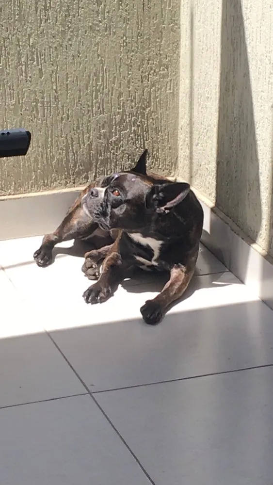 Cachorro ra a Bulldog Frances idade 4 anos nome Luna