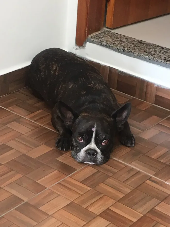 Cachorro ra a Bulldog Frances idade 4 anos nome Luna