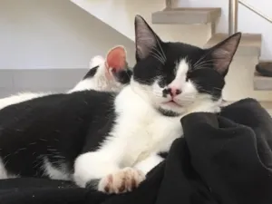 Gato raça Sem raça definida  idade 2 a 6 meses nome BB