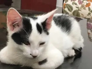 Gato raça Sem raça definida idade 2 a 6 meses nome BW