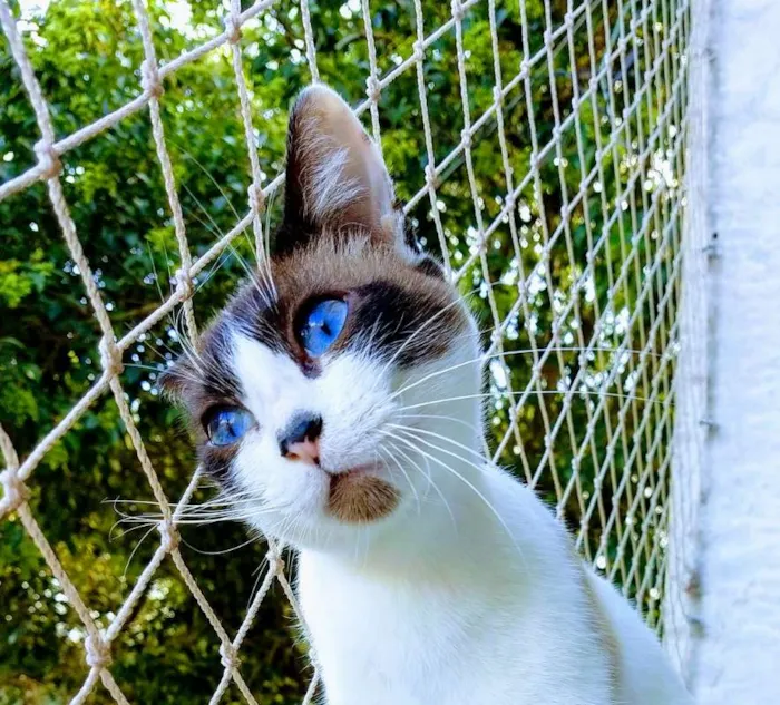 Gato ra a SRD idade 2 anos nome Tina