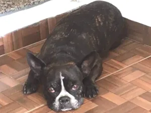 Cachorro raça Bulldog Frances idade 4 anos nome Luna