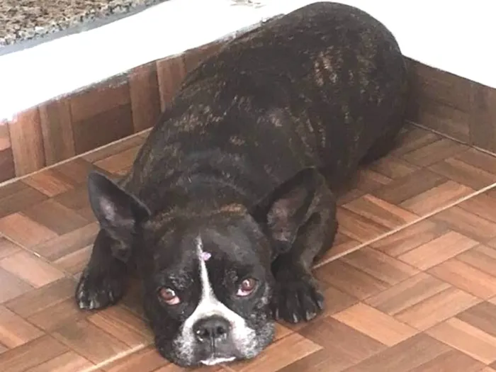 Cachorro ra a Bulldog Frances idade 4 anos nome Luna