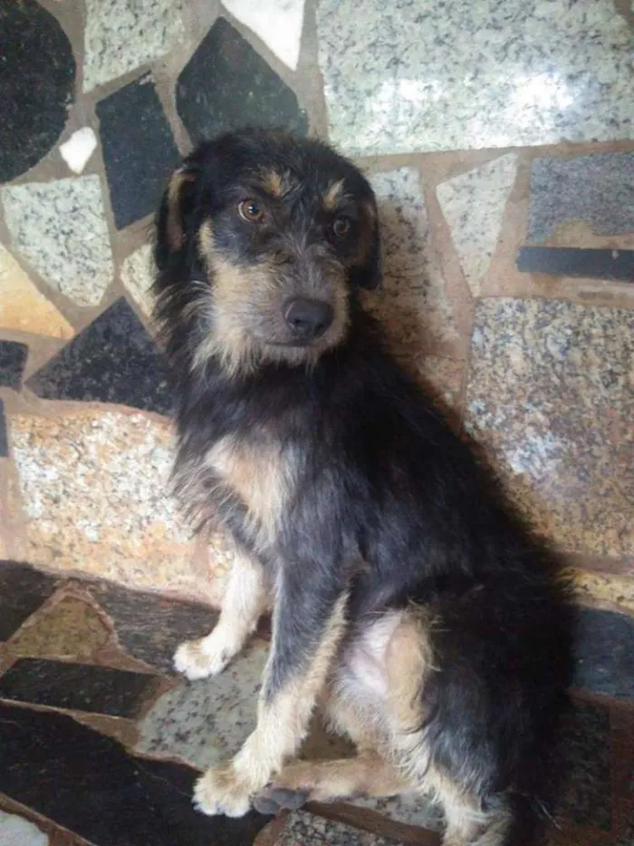 Cachorro ra a Srd idade 2 anos nome Boris