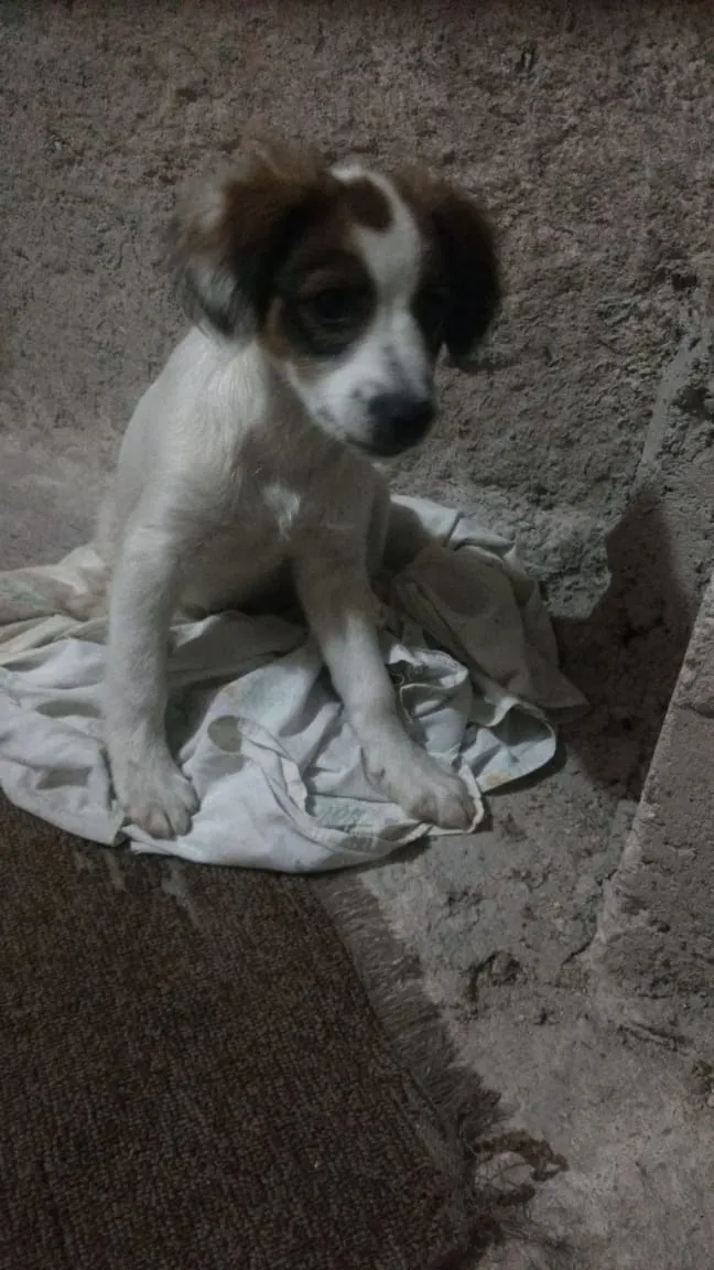 Cachorro ra a NÃO SEI A RAÇA  idade Abaixo de 2 meses nome sem nome