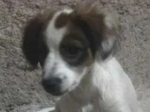 Cachorro raça NÃO SEI A RAÇA  idade Abaixo de 2 meses nome sem nome