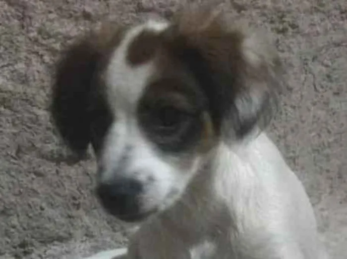 Cachorro ra a NÃO SEI A RAÇA  idade Abaixo de 2 meses nome sem nome