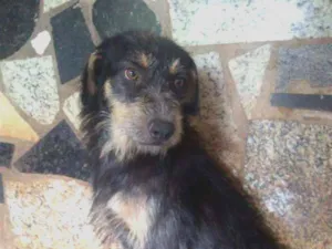 Cachorro raça Srd idade 2 anos nome Boris