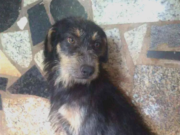 Cachorro ra a Srd idade 2 anos nome Boris