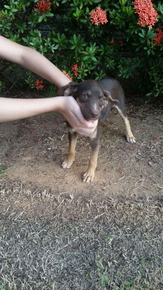 Cachorro raça  idade 2 a 6 meses nome Não tem