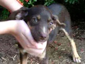 Cachorro raça  idade 2 a 6 meses nome Não tem