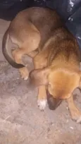 Fofinho