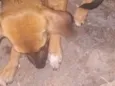 Fofinho
