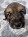 Scooby