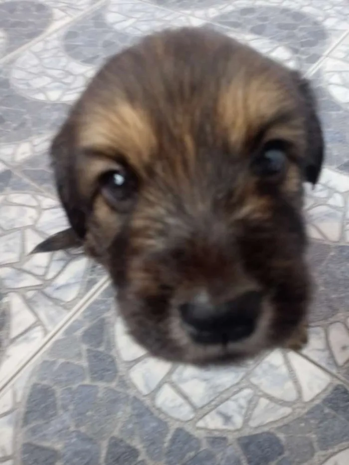 Cachorro ra a Poodle com vira lata idade Abaixo de 2 meses nome Scooby