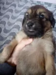 Scooby
