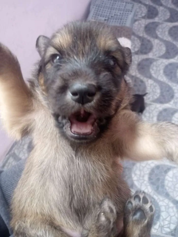 Cachorro ra a Poodle com vira lata idade Abaixo de 2 meses nome Scooby